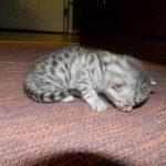 Penny Silver Egyptian Mau female #2 DOB 9-11-15