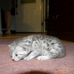 Penny Silver Egyptian Mau female #2 DOB 9-11-15