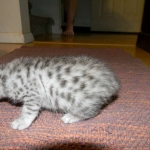 Penny Silver Egyptian Mau female #2 DOB 9-11-15
