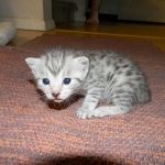 Penny Silver Egyptian Mau female #2 DOB 9-11-15