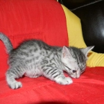 Penny Silver Egyptian Mau female #2 DOB 9-11-15