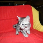Penny Silver Egyptian Mau female #2 DOB 9-11-15