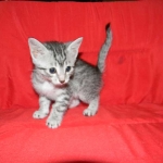 Penny Silver Egyptian Mau female #2 DOB 9-11-15