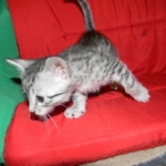 Penny Silver Egyptian Mau female #2 DOB 9-11-15