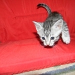 Penny Silver Egyptian Mau female #2 DOB 9-11-15