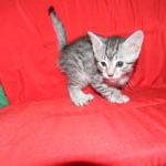 Penny Silver Egyptian Mau female #2 DOB 9-11-15