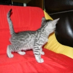 Penny Silver Egyptian Mau female #2 DOB 9-11-15