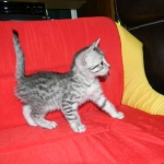 Penny Silver Egyptian Mau female #2 DOB 9-11-15