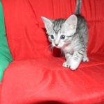 Penny Silver Egyptian Mau female #2 DOB 9-11-15