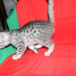 Penny Silver Egyptian Mau female #2 DOB 9-11-15