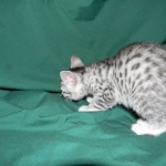Penny Silver Egyptian Mau female #2 DOB 9-11-15