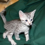 Penny Silver Egyptian Mau female #2 DOB 9-11-15