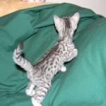 Penny Silver Egyptian Mau female #2 DOB 9-11-15