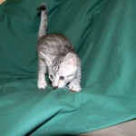 Penny Silver Egyptian Mau female #2 DOB 9-11-15