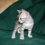 Penny Silver Egyptian Mau female #2 DOB 9-11-15