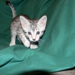 Penny Silver Egyptian Mau female #2 DOB 9-11-15