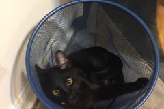  Perseus Savannah F-3c Black on black Male DOB 2-15-15