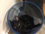  Perseus Savannah F-3c Black on black Male DOB 2-15-15
