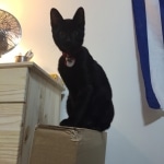 Perseus F-3C Black on Black savannah male DOB 2-15-16