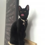 Perseus F-3C Black on Black savannah male DOB 2-15-16