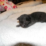 Perseus F-3C Black on Black savannah male DOB 2-15-16