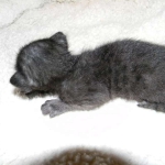 Perseus F-3C Black on Black savannah male DOB 2-15-16