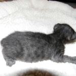Perseus F-3C Black on Black savannah male DOB 2-15-16
