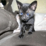 Perseus F-3C Black on Black savannah male DOB 2-15-16