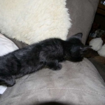 Perseus F-3C Black on Black savannah male DOB 2-15-16