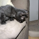 Perseus F-3C Black on Black savannah male DOB 2-15-16