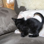 Perseus F-3C Black on Black savannah male DOB 2-15-16