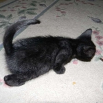 Perseus F-3C Black on Black savannah male DOB 2-15-16