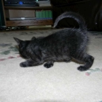 Perseus F-3C Black on Black savannah male DOB 2-15-16