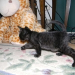 Perseus F-3C Black on Black savannah male DOB 2-15-16