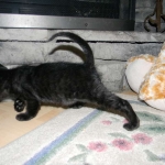 Perseus F-3C Black on Black savannah male DOB 2-15-16