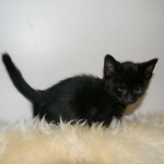 Perseus F-3C Black on Black savannah male DOB 2-15-16