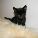 Perseus F-3C Black on Black savannah male DOB 2-15-16