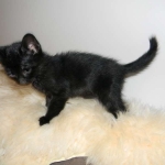 Perseus F-3C Black on Black savannah male DOB 2-15-16