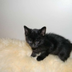 Perseus F-3C Black on Black savannah male DOB 2-15-16