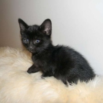 Perseus F-3C Black on Black savannah male DOB 2-15-16