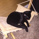 Perseus F-3C Black on Black savannah male DOB 2-15-16