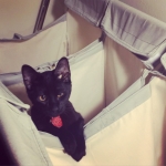 Perseus F-3C Black on Black savannah male DOB 2-15-16