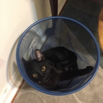 Perseus F-3C Black on Black savannah male DOB 2-15-16