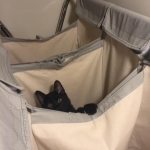 Perseus F-3C Black on Black savannah male DOB 2-15-16