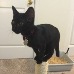 Perseus F-3C Black on Black savannah male DOB 2-15-16