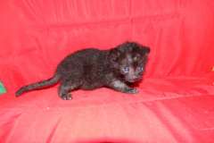Petunia Geoffroy's Cat female Kitten Mel DOB 9/29/15