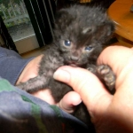 Petunia, Geoffroy's Cat, dob 9-29-15 Melanistic