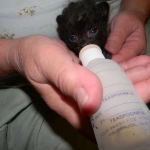 Petunia, Geoffroy's Cat, dob 9-29-15 Melanistic