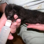 Petunia, Geoffroy's Cat, dob 9-29-15 Melanistic