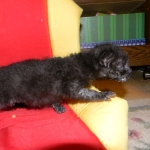 Petunia, Geoffroy's Cat, dob 9-29-15 Melanistic